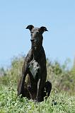 GREYHOUND 086